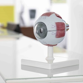 Ein anatomisches Augenmodell mit Muskeln steht auf einem weißen Tisch in heller Praxis.